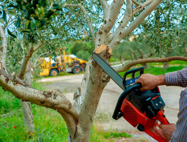 The Steps Involved in Our Tree Care Process in Union Park, FL